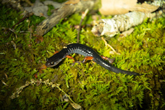 Plethodon cheoah