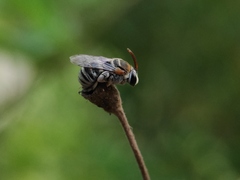 Pseudapis oxybeloides