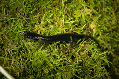 Plethodon cheoah