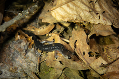 Plethodon cheoah