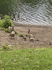 Branta canadensis