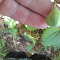 Erythronium sibiricum