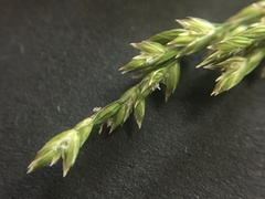 Poa