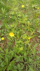 Ranunculus propinquus