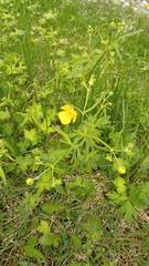 Ranunculus propinquus