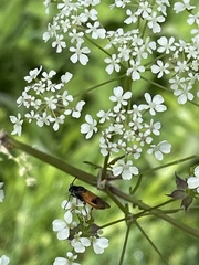 Arge cyanocrocea