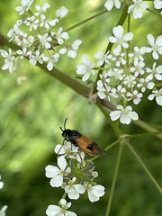 Arge cyanocrocea