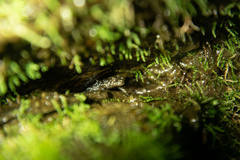 Desmognathus santeetlah