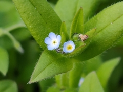 Myosotis sparsiflora