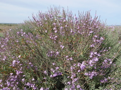 Limoniastrum monopetalum