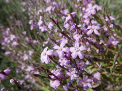 Limoniastrum monopetalum