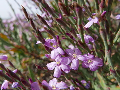 Limoniastrum monopetalum