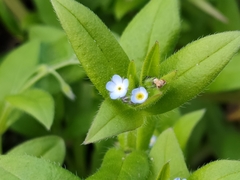 Myosotis sparsiflora