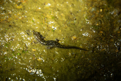 Desmognathus santeetlah