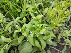 Myosotis sparsiflora