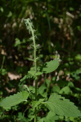 Scutellaria columnae