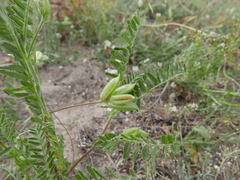 Astragalus boeticus