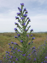 Echium gaditanum