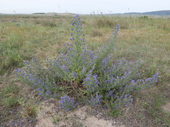 Echium gaditanum
