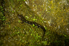 Desmognathus santeetlah