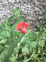 Papaver rhoeas image