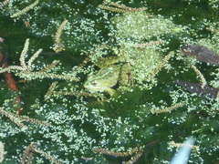 Pelophylax