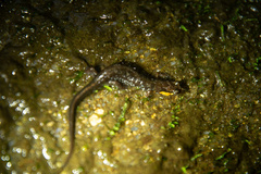 Desmognathus imitator