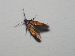 Schiffermuelleria schaefferella