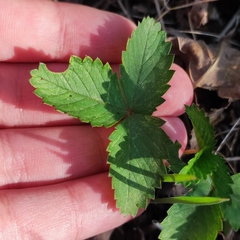 Potentilla fragarioides