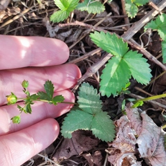 Potentilla fragarioides