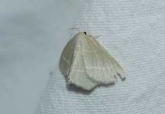 Chlorissa viridata