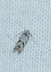 Stenolechiodes pseudogemmellus