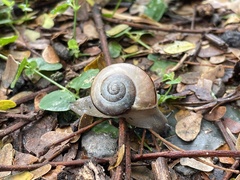 Kerkophorus inunctus