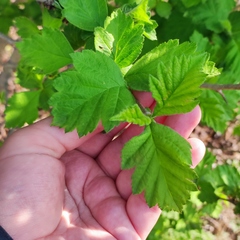 Crataegus maximowiczii