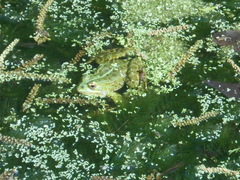 Pelophylax