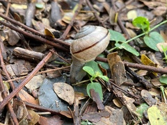 Kerkophorus inunctus