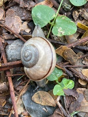 Kerkophorus inunctus