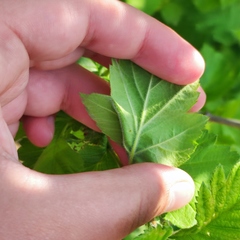 Crataegus maximowiczii