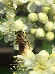 Andrena crataegi