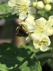 Andrena crataegi