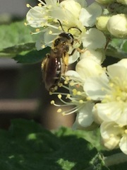 Andrena crataegi