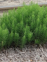 Equisetum arvense