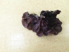 Auricularia mesenterica