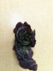 Auricularia mesenterica