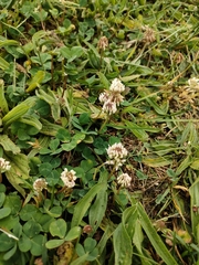 Trifolium repens