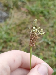 Plantago lanceolata