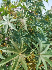 Ricinus communis