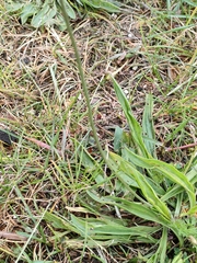 Plantago lanceolata