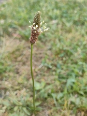 Plantago lanceolata