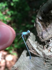 Enallagma traviatum traviatum